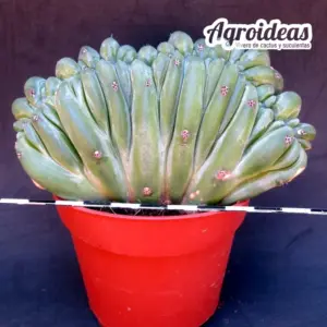 Myrtillocactus geometrizans "cristata" MØ-8,5cm