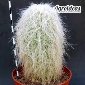 Cephalocereus senilis AKA: El abuelo MØ-11cm