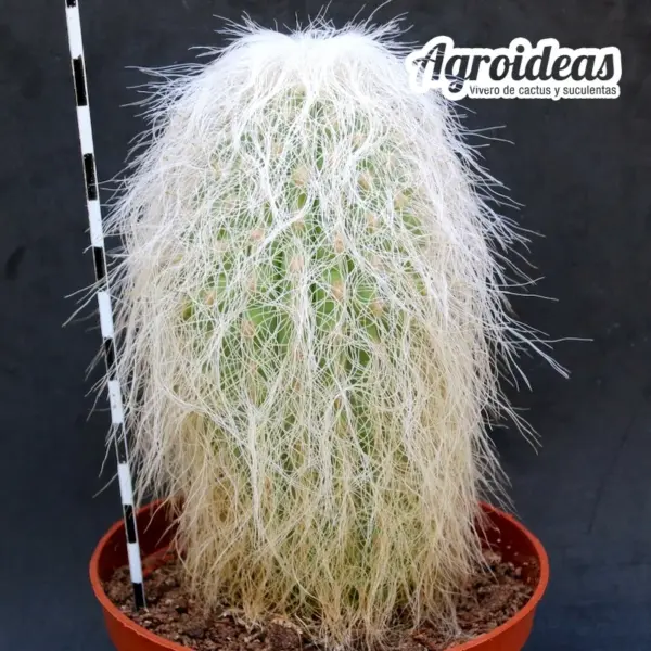 Cephalocereus senilis AKA: El abuelo MØ-11cm