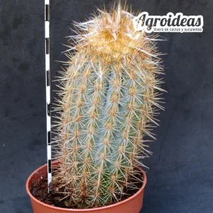 Pilosocereus braunii