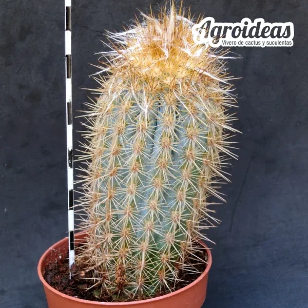 Pilosocereus braunii