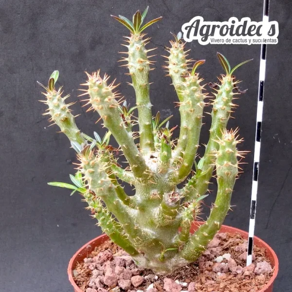 Pachypodium rosulatum ssp. cactipes - Imagen 2