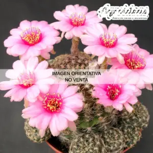 Lobivia "Manba"
