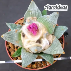 Ariocarpus retusus var. frumdosus