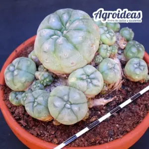 Lophophora williamsii "20 años cultivo rústico exterior"