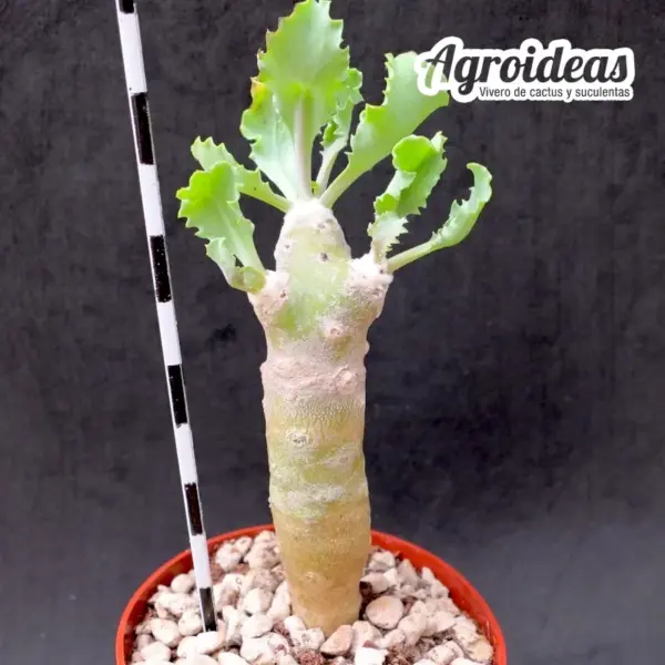 Othonna cremnophila - Imagen 2