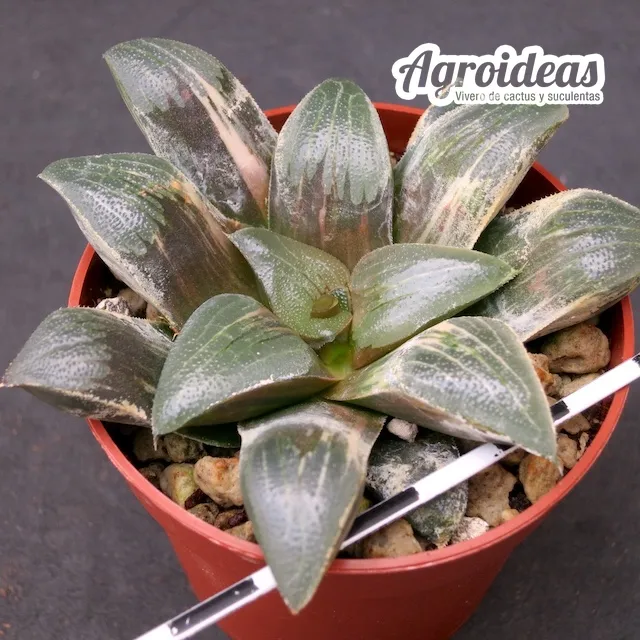 Haworthia bayeri "variegata" - Imagen 2