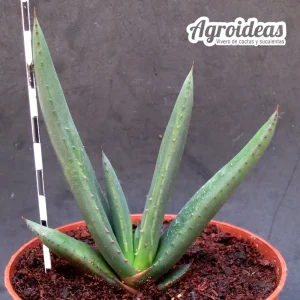 Aloe wickensii "Ejemplar"
