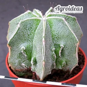 Astrophytum fukuryu & hakujo