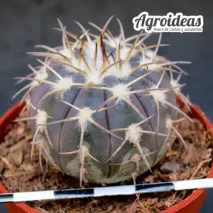gymnocalycium spegazzinii v. recii