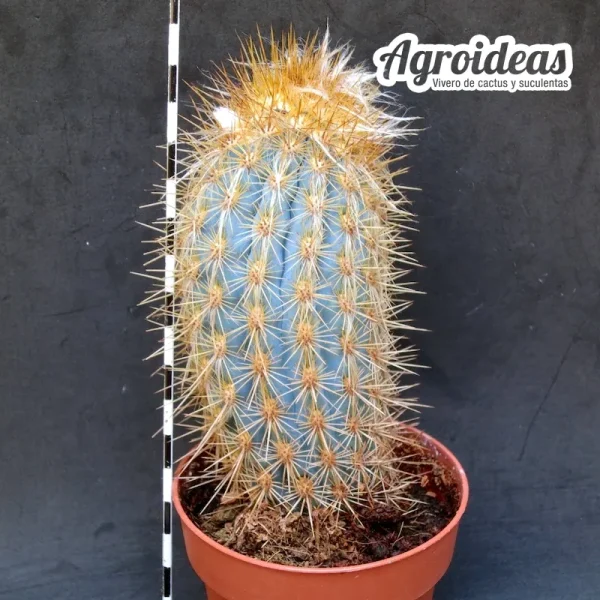 Pilosocereus braunii - Imagen 2
