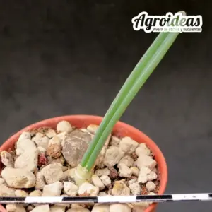 Ornithogalum scabrocostatum