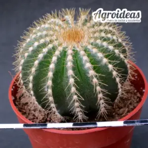 Uebelmannia pectinifera var. flavispina