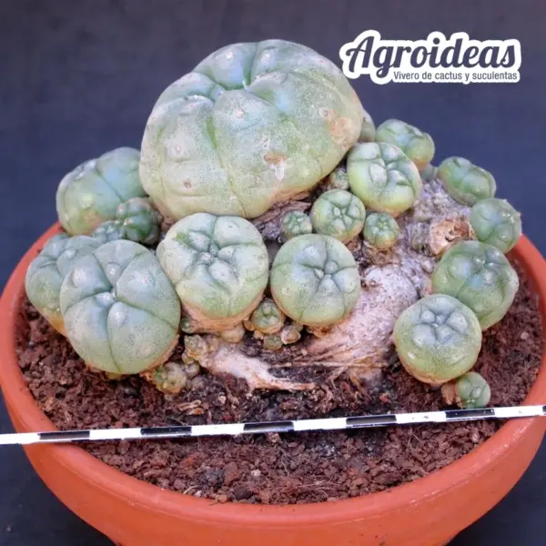 Lophophora williamsii "20 años cultivo rústico exterior" - Imagen 2