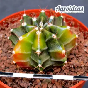 Gymnocalycium mihanowichii "Variegata"