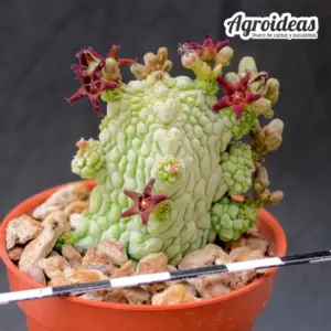 Pseudolithos migiurtinus X dodsonianus
