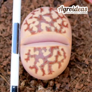 Lithops dorotheae «zorro» selección
