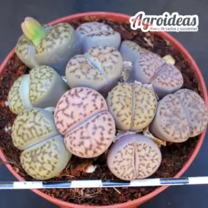 Lithops C283 Bromfieldii v. mennellii (MØ-8,5 cm)