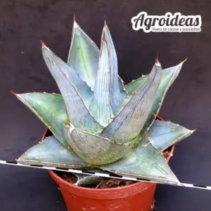 Agave x pumila "Jealous of Green" Gran Ejemplar MØ-11cm