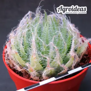 Haworthia bolusii ES2261