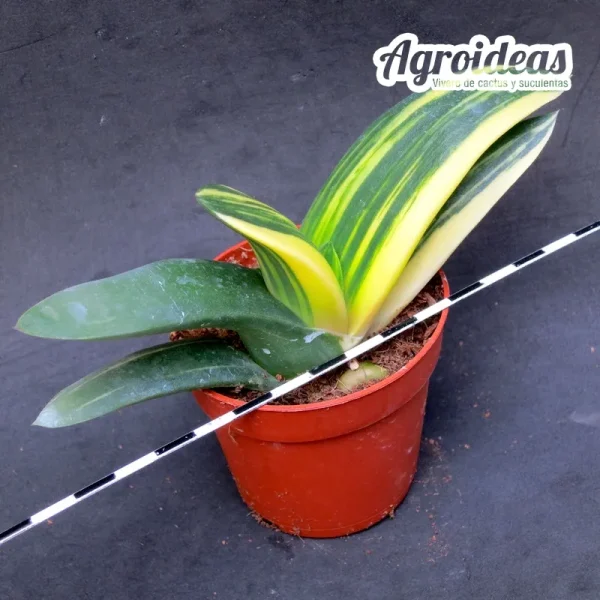Gasteria híbrida "variegata" - Imagen 2