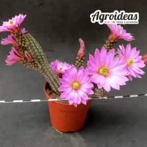 Wilcoxia schmollii var. nerispina