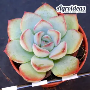 Echeveria "Apus"