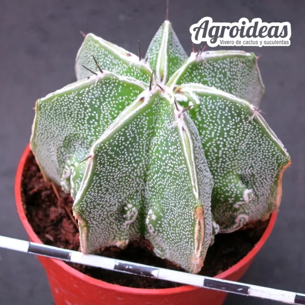 Astrophytum fukuryu & hakujo - Imagen 2