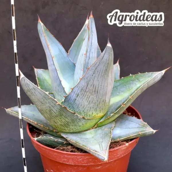 Agave x pumila "Jealous of Green" Gran Ejemplar MØ-11cm - Imagen 2