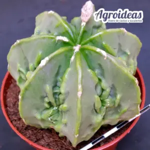 Astrophytum nudum cv. Fukuryu "Ejemplar M-11 cm"
