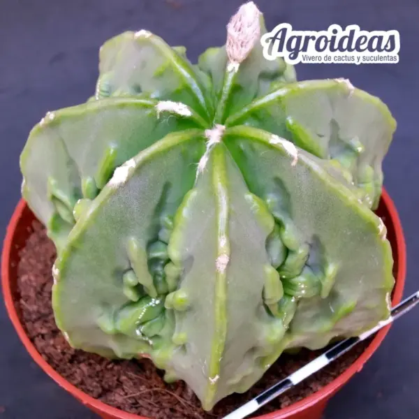 Astrophytum nudum cv. Fukuryu "Ejemplar M-11 cm"