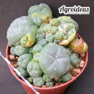 Lophophora williamsii var. caespitosa "Ejemplar"