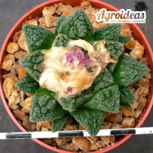 Ariocarpus fissuratus