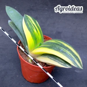 Gasteria híbrida "variegata"