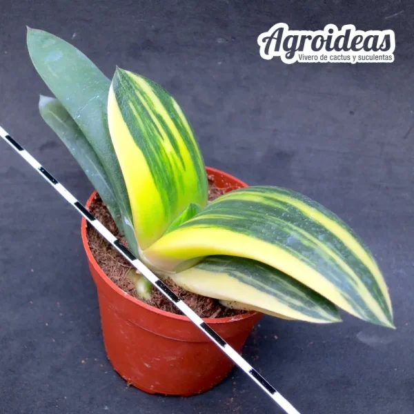 Gasteria híbrida "variegata"