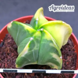 Astrophytum myriostigma var. nudum "Variegata"