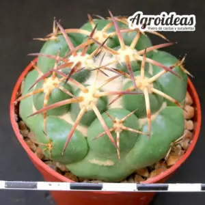 Coryphantha elephantidens "Compact form"