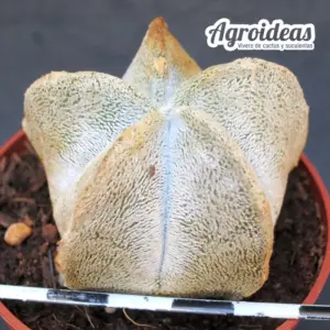 Astrophytum coahuilense