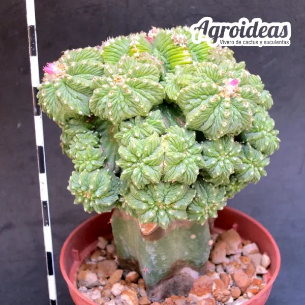 Aztekium ritteri “Gran ejemplar injertado” - Imagen 2