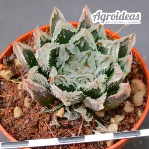 Haworthia cv. Broccoli "Ex. Robin Fuller"