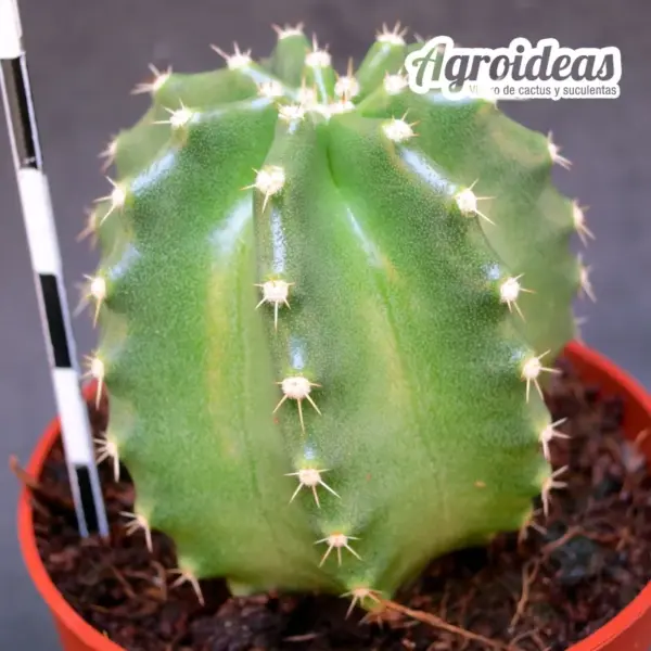 Echinocereus subinermis - Imagen 2