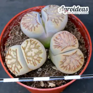 Lithops julii "kikukaseki"