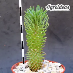 Euphorbia hypogaea