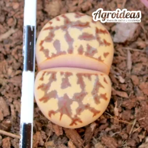 Lithops dorotheae «zorro» selección