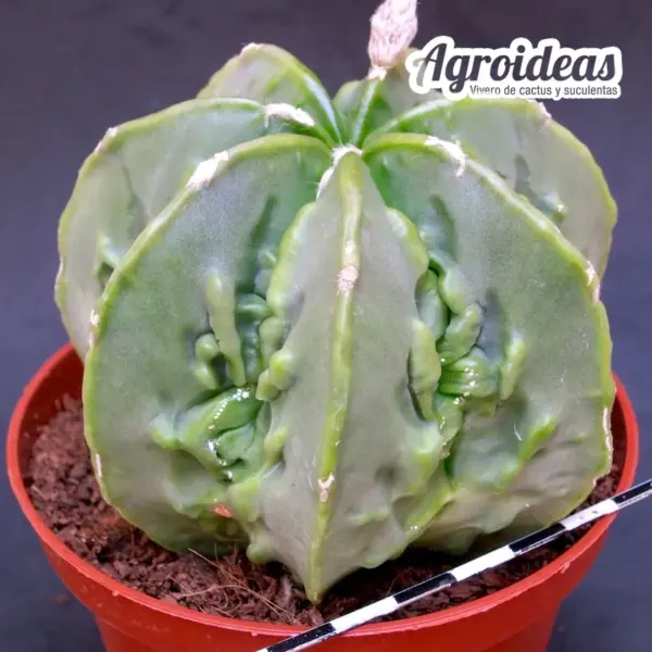 Astrophytum nudum cv. Fukuryu "Ejemplar M-11 cm" - Imagen 2