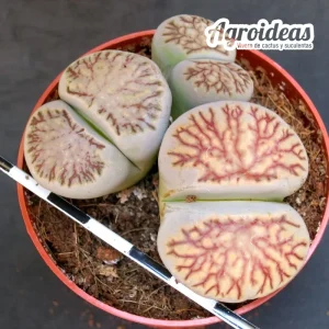 Lithops julii "kikukaseki"