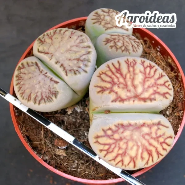 Lithops julii "kikukaseki"