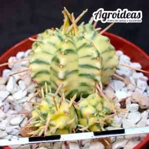 Euphorbia pillansii "variegata"