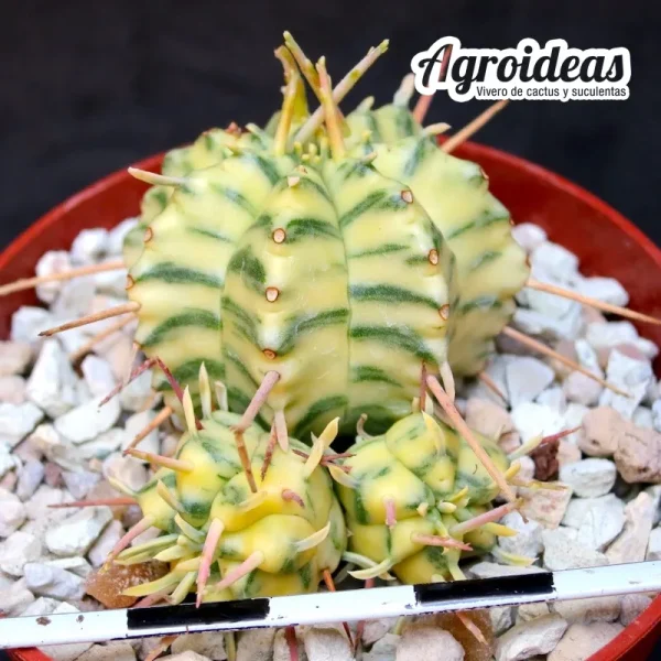 Euphorbia pillansii "variegata"