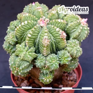 Aztekium ritteri “Gran ejemplar injertado”